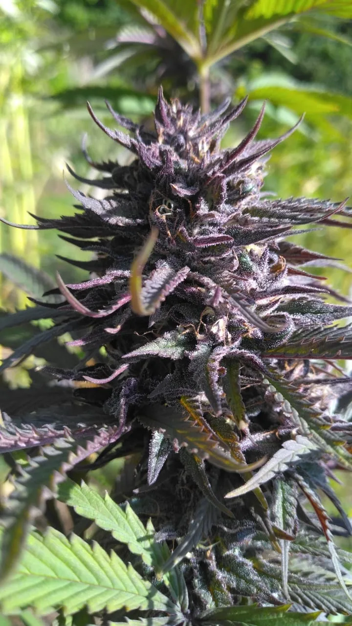 PINEAPPLE MIMOSA - Fleurs de chanvre outdoor BIO – Image 6