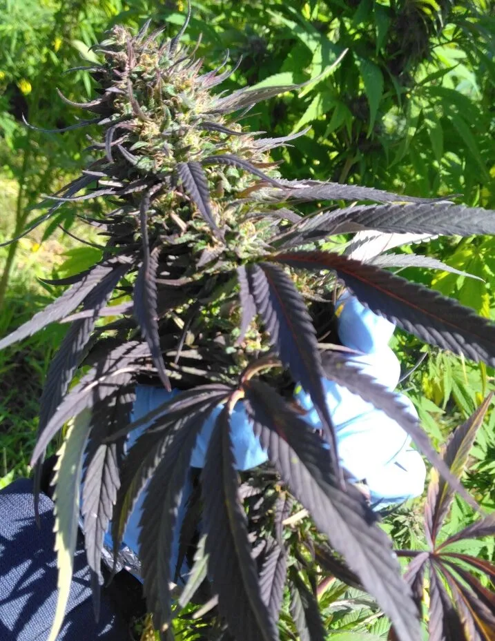 PINEAPPLE MIMOSA - Fleurs de chanvre outdoor BIO – Image 5