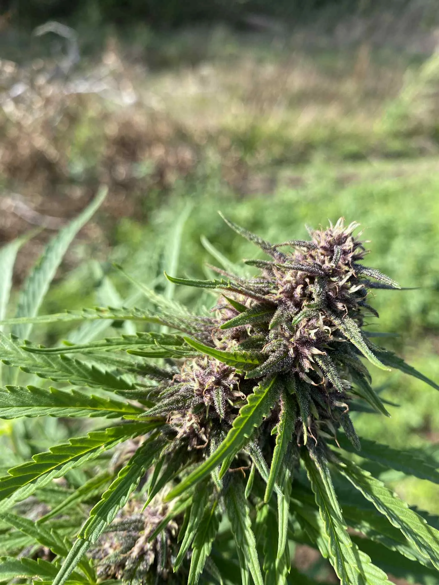 PINEAPPLE MIMOSA - Fleurs de chanvre outdoor BIO – Image 4