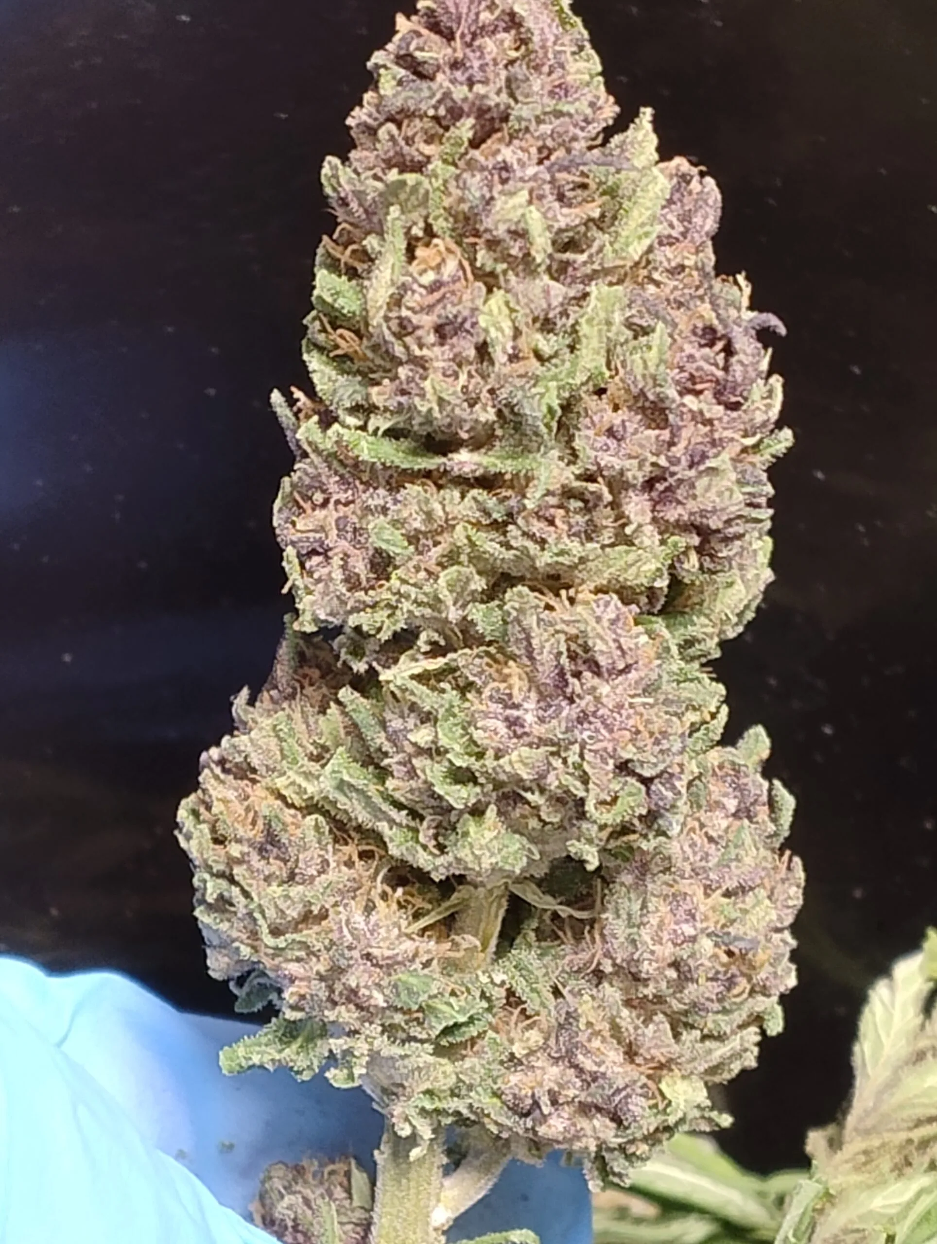 PINEAPPLE MIMOSA - Fleurs de chanvre outdoor BIO – Image 3