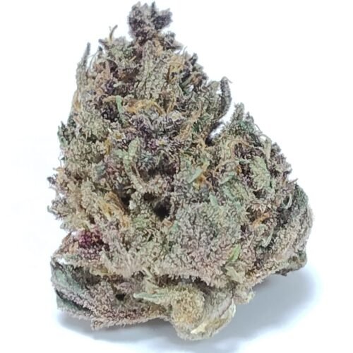 PINEAPPLE MIMOSA – Fleurs de chanvre outdoor BIO