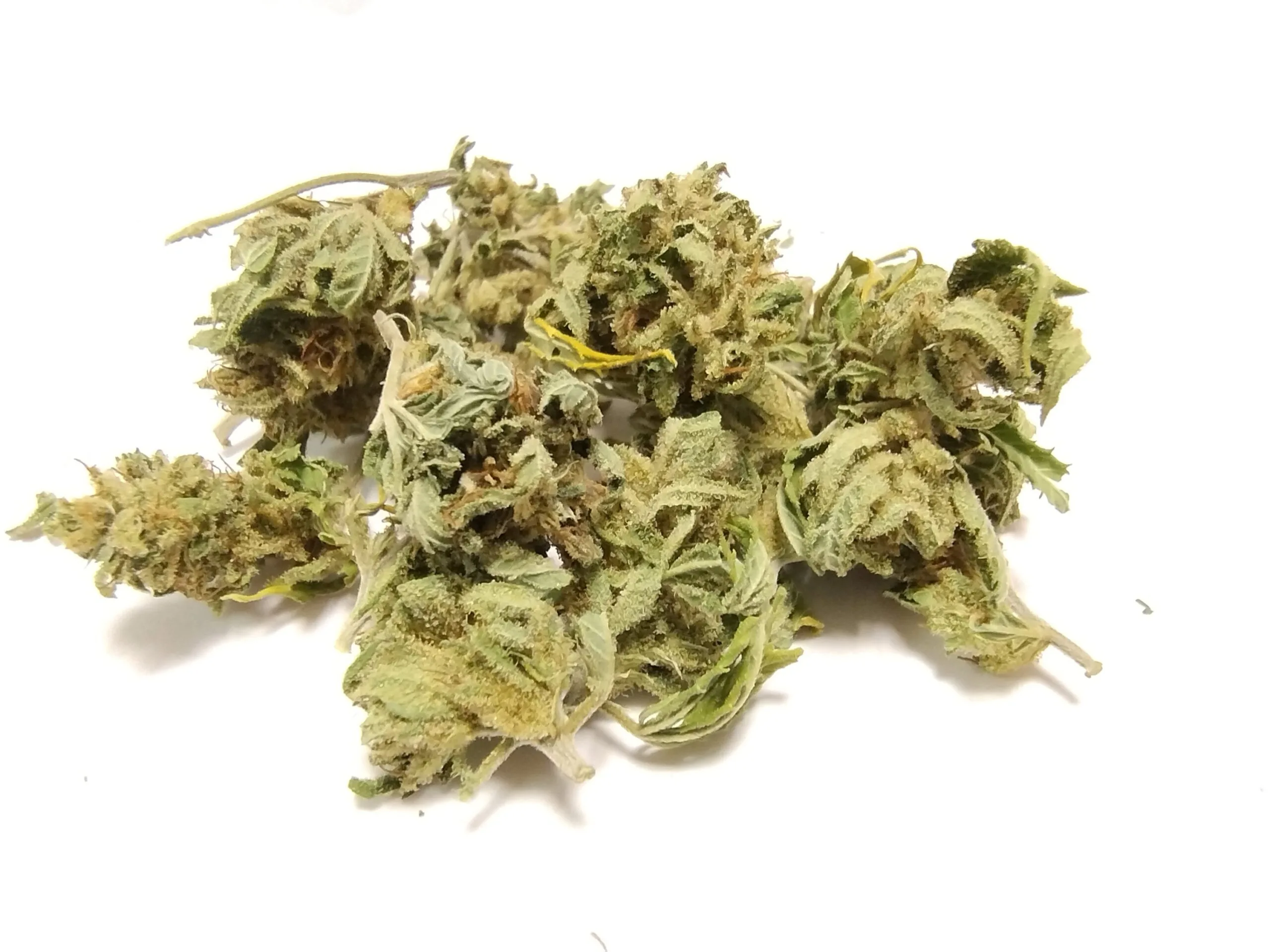 MINI BUDS Magic Dream 10G - Fleurs de chanvre outdoor BIO Sélection Limitée – Image 4