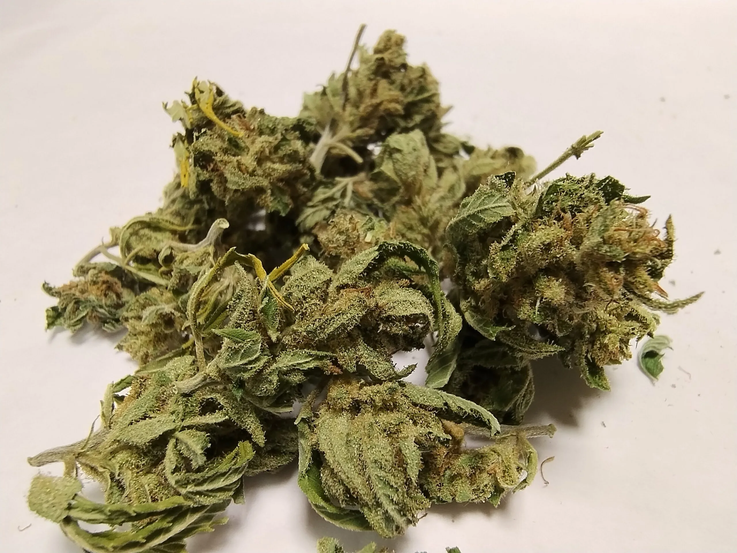 MINI BUDS Magic Dream 10G - Fleurs de chanvre outdoor BIO Sélection Limitée – Image 3