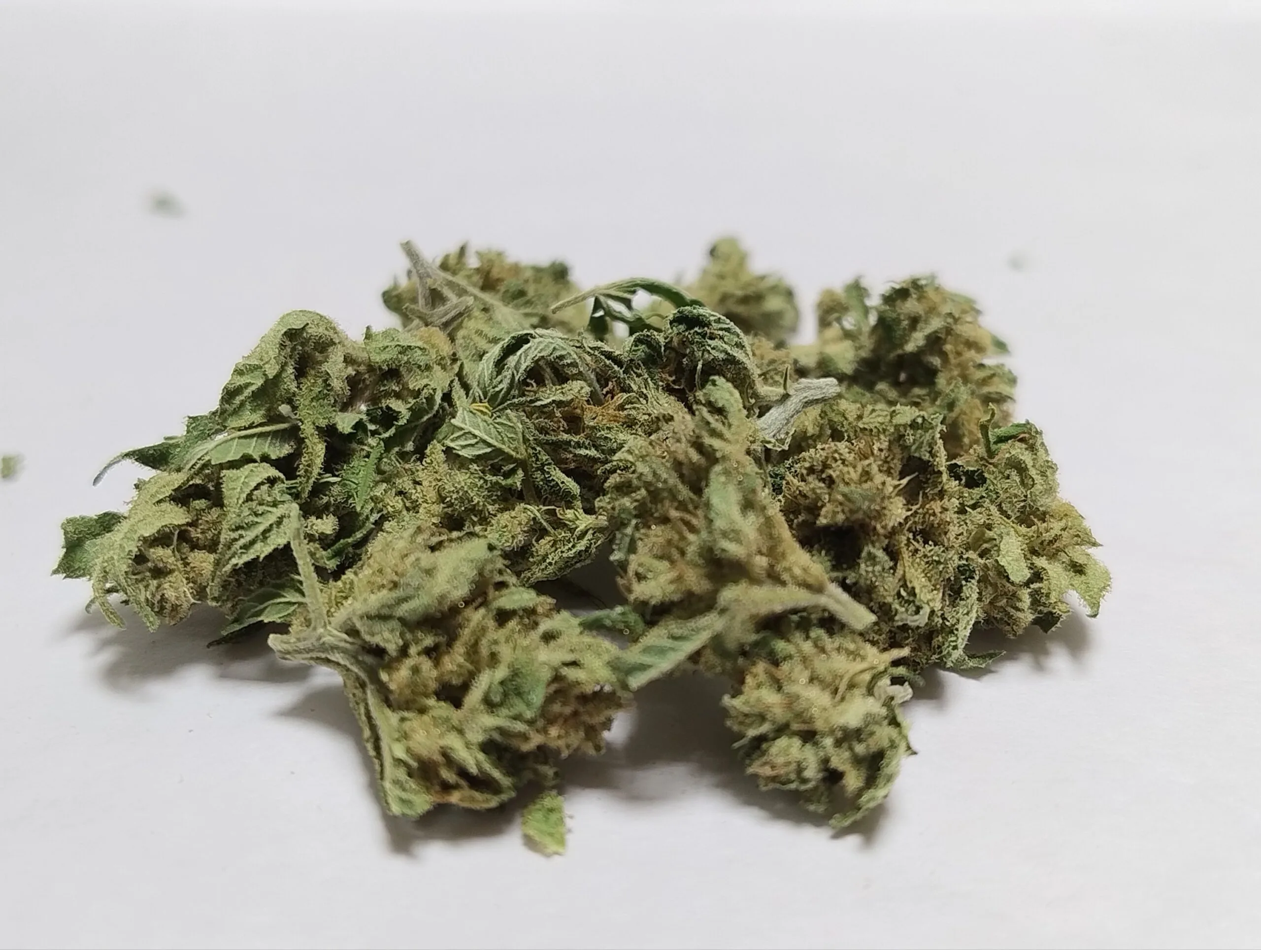 MINI BUDS Magic Dream 10G - Fleurs de chanvre outdoor BIO Sélection Limitée