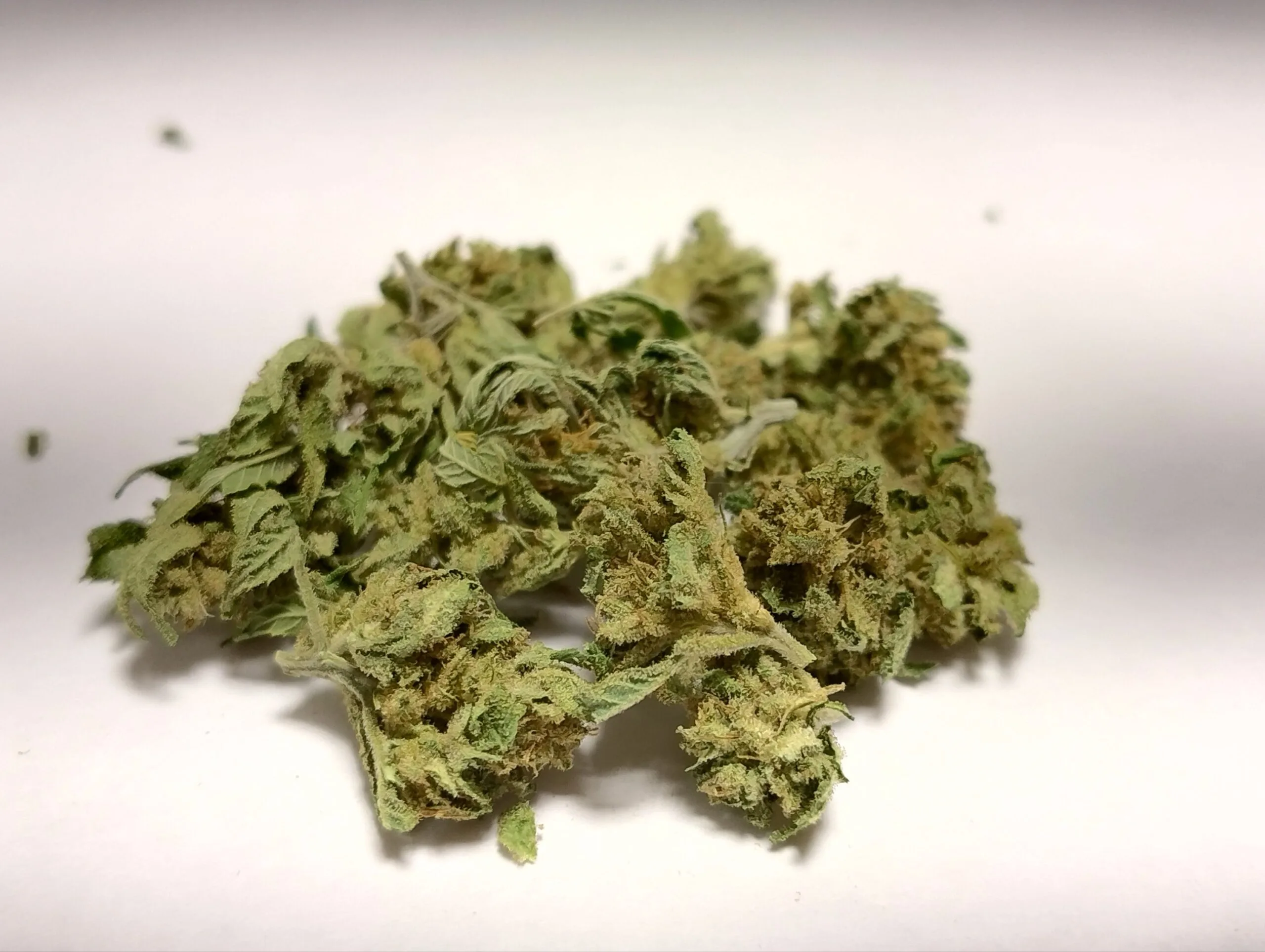 MINI BUDS Magic Dream 10G - Fleurs de chanvre outdoor BIO Sélection Limitée – Image 2