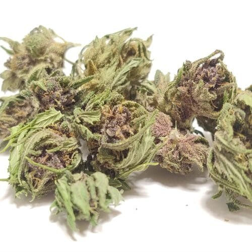 MINI BUDS PINEAPPLE MIMOSA 10G – Fleurs de chanvre outdoor BIO