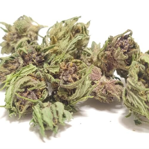 MINI BUDS PINEAPPLE MIMOSA 10G – Fleurs de chanvre outdoor BIO