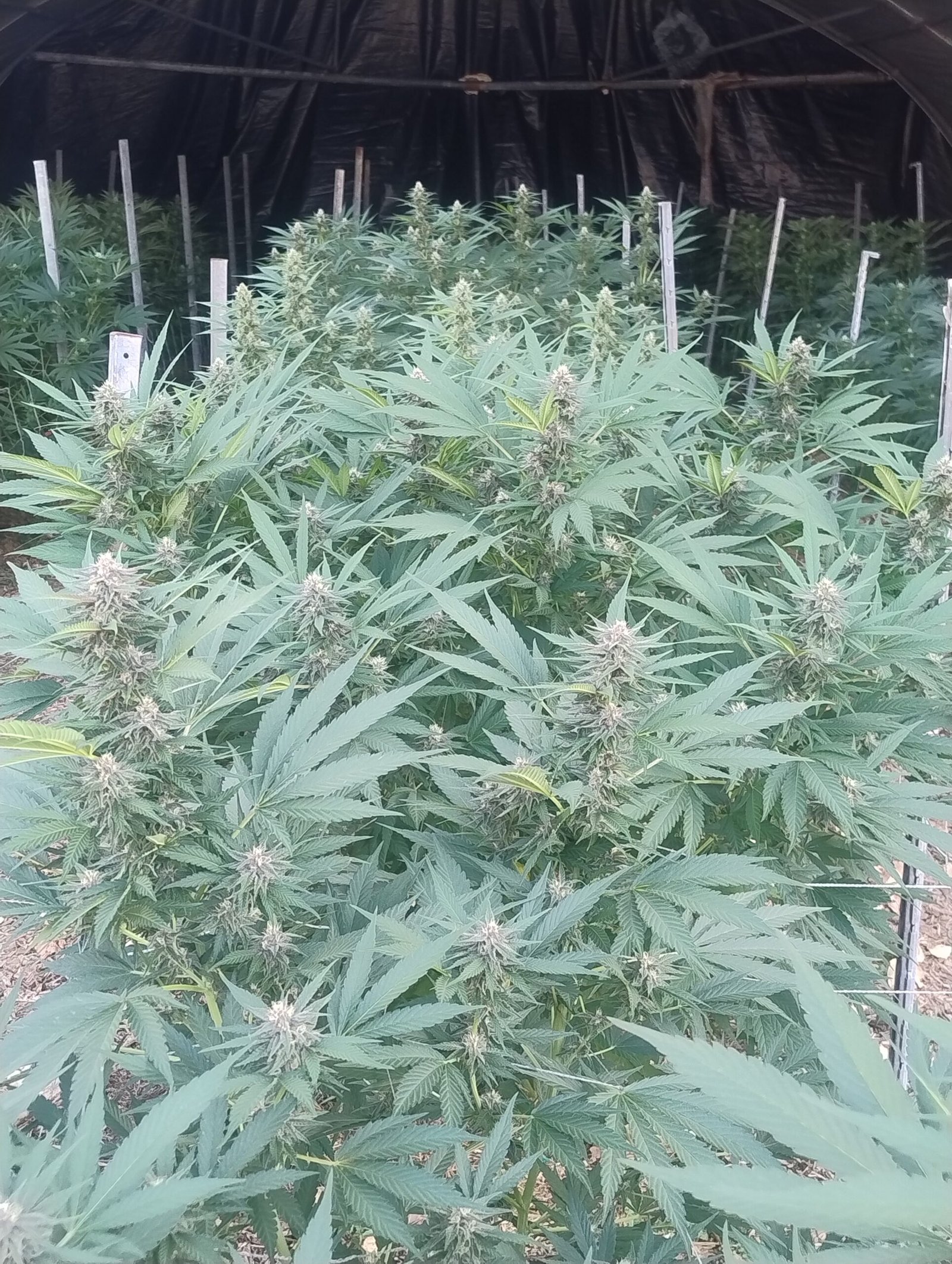 PRÉ-ROLLS CBD LIGHT DEP – Image 3